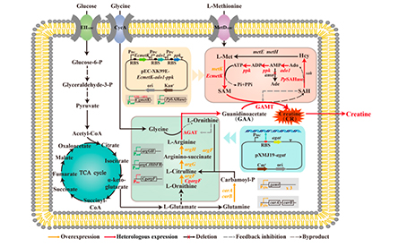 江南大學團隊通過合成生物學技術實現低成本高效生產肌酸