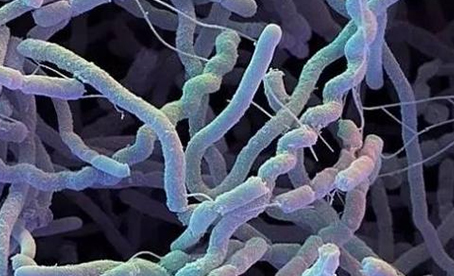 華東理工等開發新系統推動阿維菌素類藥物生物制造研究取得進展